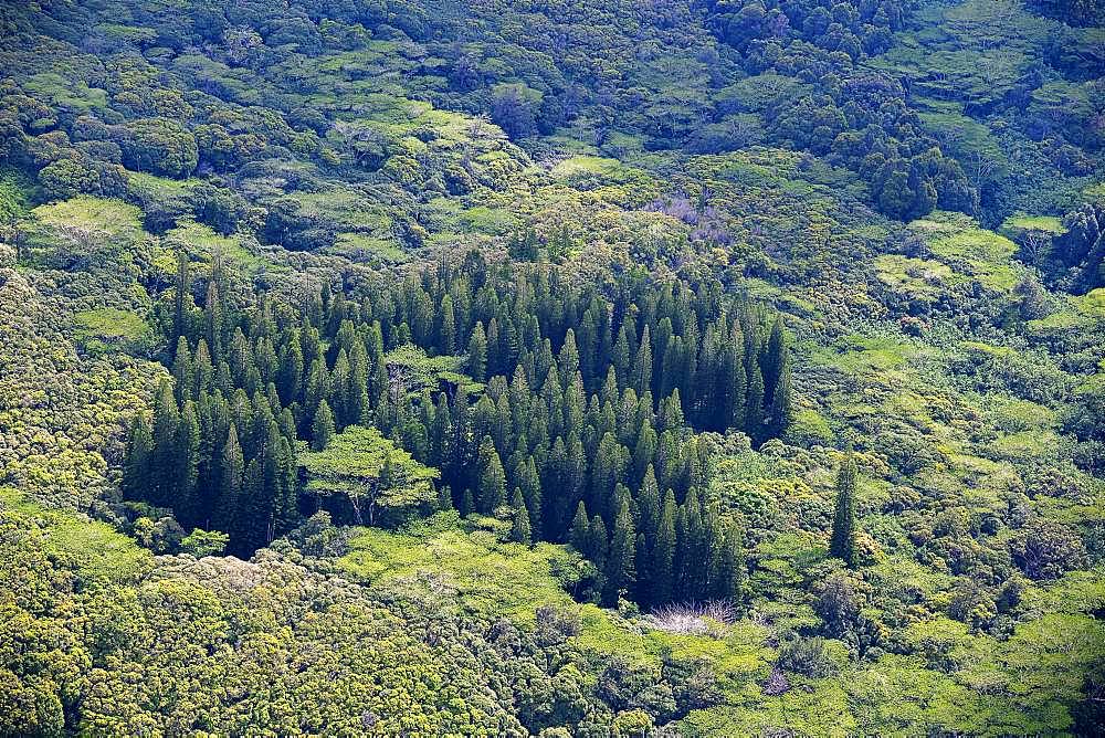 Dense vegetation, various trees, jungle, aerial view, Kaua'i, Hawai'i, USA, North America