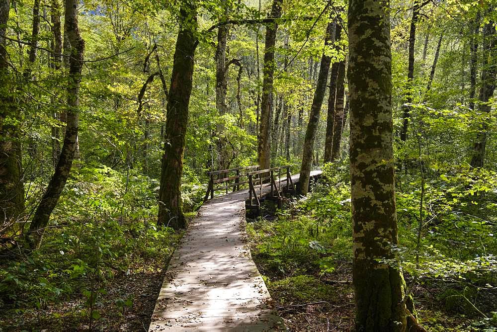 Wooden walkway through jungle, national park Biogradska Gora, province Kolasin, Montenegro, Europe