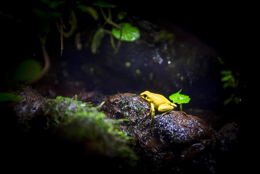 Golden poison frog (Phyllobates terribilis), captive, Canada, North America