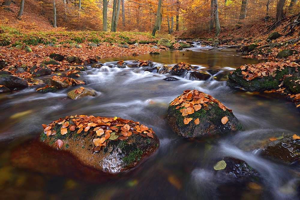 Gebirgsbach Ilse flows through autumnally coloured deciduous forest, Harz, Saxony-Anhalt, Germany, Europe