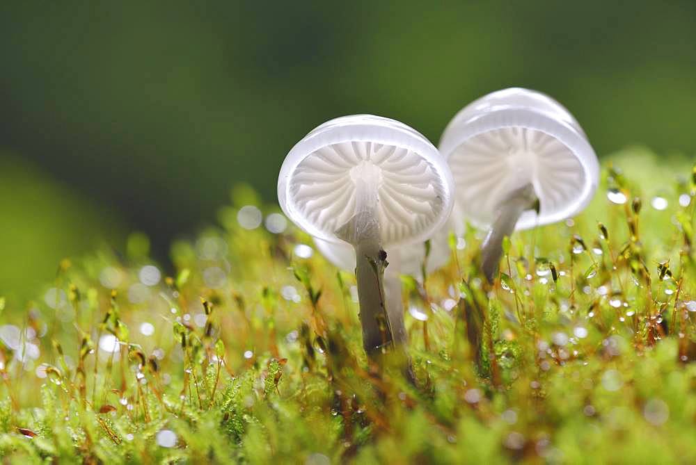 Porcelain fungi (Oudemansiella mucida) on a mossy trunk, Harz, Saxony-Anhalt, Germany, Europe