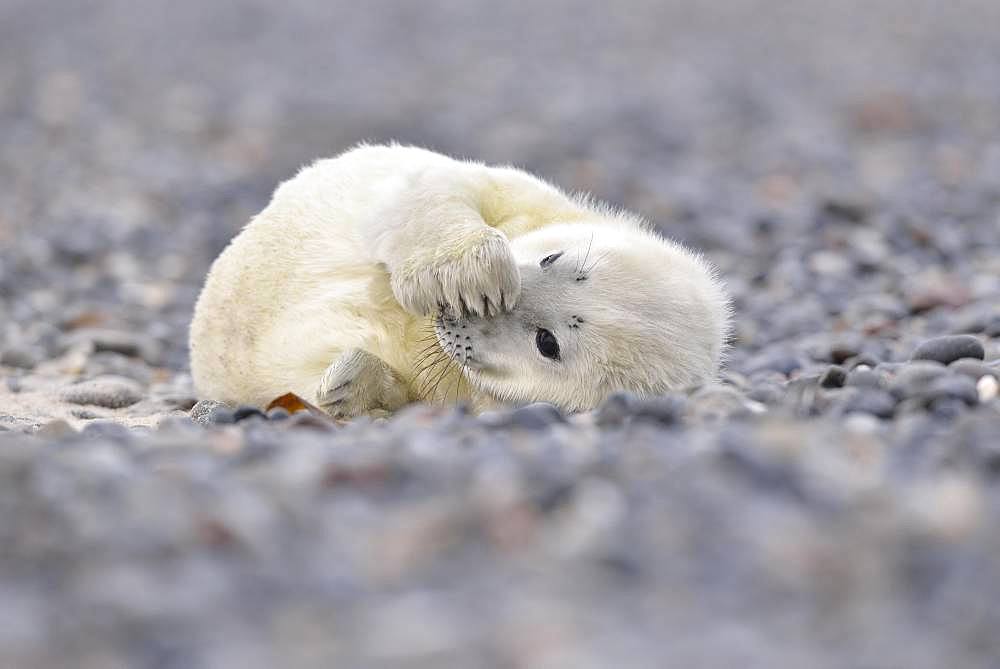 Grey seal (Halichoerus grypus), young animal lies on the beach, island Duene, Helgoland, Lower Saxony, Germany, Europe