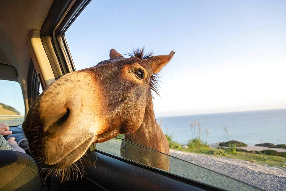 Cute wild donkey putting his head through car window, Spain, Europe