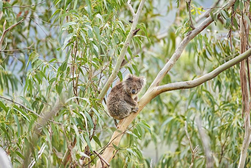 Koala (Phascolarctos cinereus), sitting in an Eucalyptus tree, Great Otway National Park, Victoria, Australia, Oceania