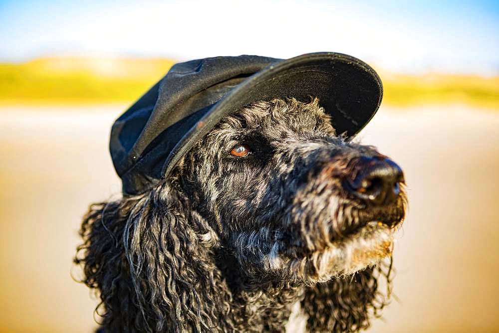 Portrait, King Poodle with visor cap on the beach, Grayan-et-l`Hopital, Aquitaine, Gironde, France, Europe