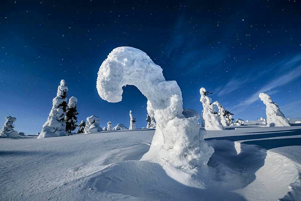 Night shot with starry sky in winter, snow-covered Pines (Pinus) in Riisitunturi National Park, Posio, Lapland, Finland, Europe