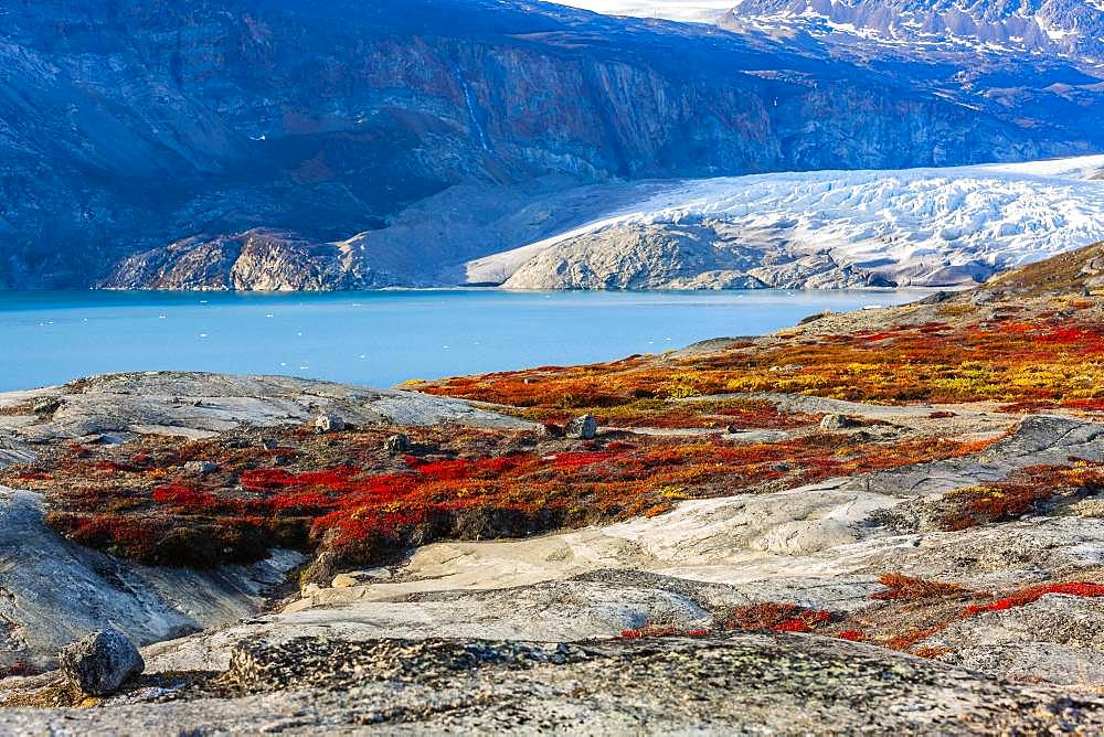 Colourful overgrown rocks in front of glacier tongue, autumn landscape, Scoresbysund, East Greenland, Greenland, North America