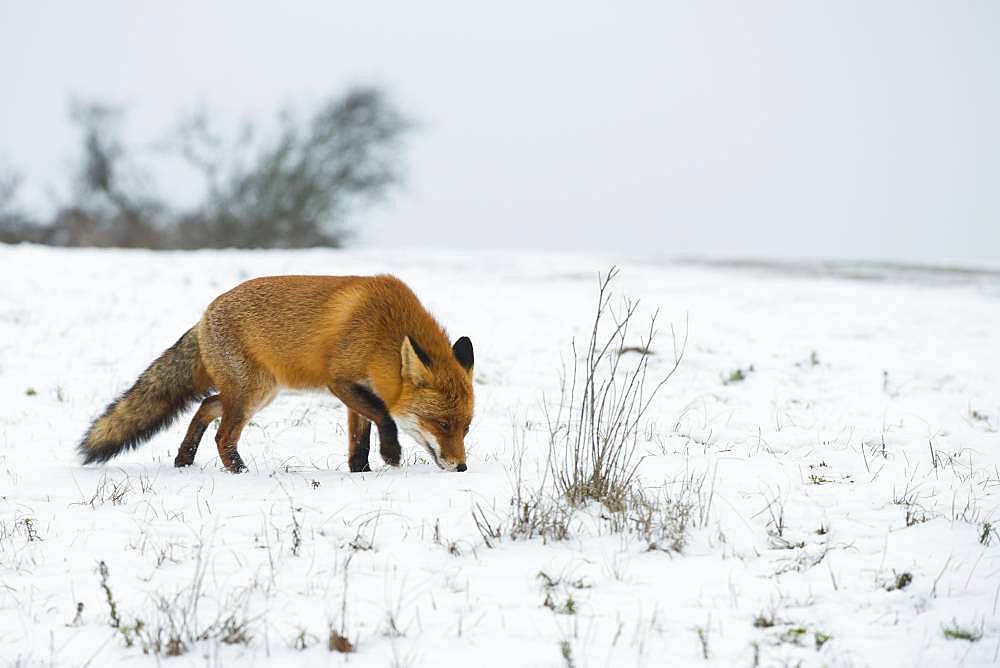 Red fox (Vulpes vulpes) sniffing in the snow, North Holland, Netherlands