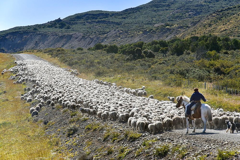 Gaucho on horseback drives huge flocks of sheep, between Porvenier and Ushuaia, Tierra del Fuego, Tierra del Fuego, Argentina, South America