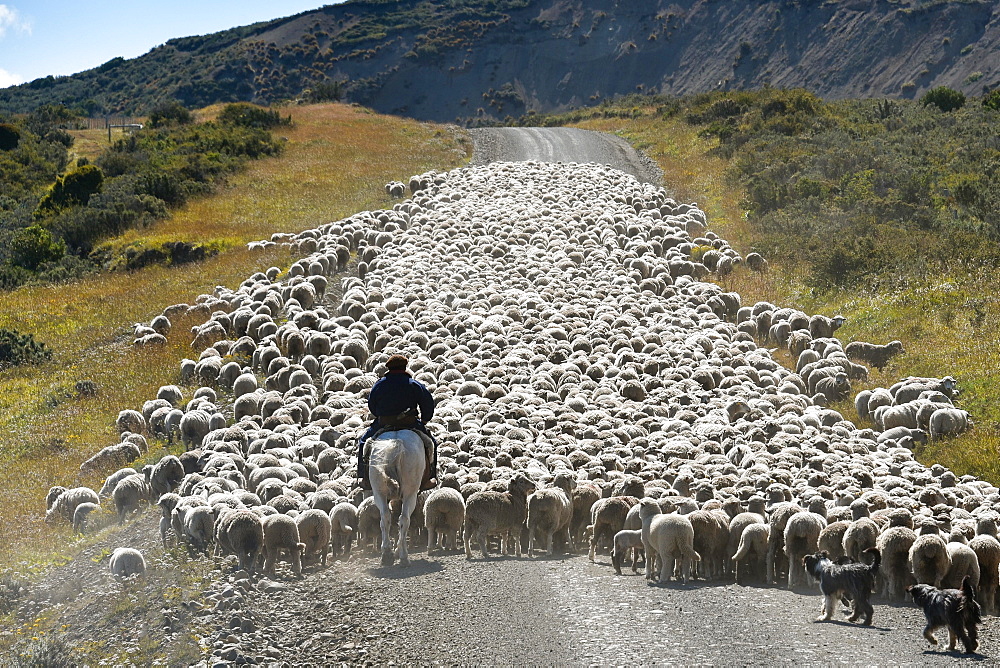 Gaucho on horseback drives huge flocks of sheep, between Porvenier and Ushuaia, Tierra del Fuego, Tierra del Fuego, Argentina, South America