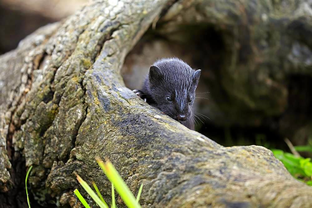 American Mink (Mustela vison), young animal in hollow tree trunk, Pine County, Minnesota, USA, North America