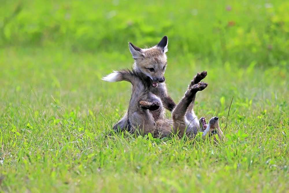 American red foxes (Vulpes vulpes fulvus), young animals playing on a meadow, social behaviour, Pine County, Minnesota, USA, North America