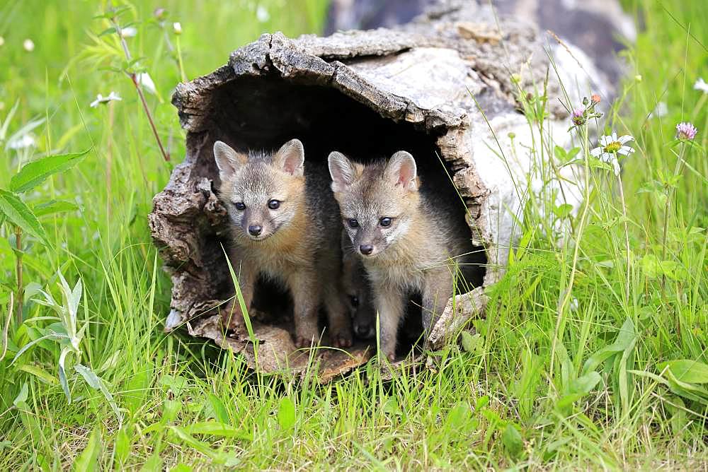 Gray foxes (Urocyon cinereoargenteus), two young animals looking curiously out of a hollow tree trunk, Pine County, Minnesota, USA, North America