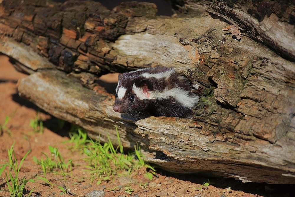 Eastern spotted skunk (Spilogale putorius) looks out of rotten trunk, adult, alert, Pine County, Minnesota, USA, North America