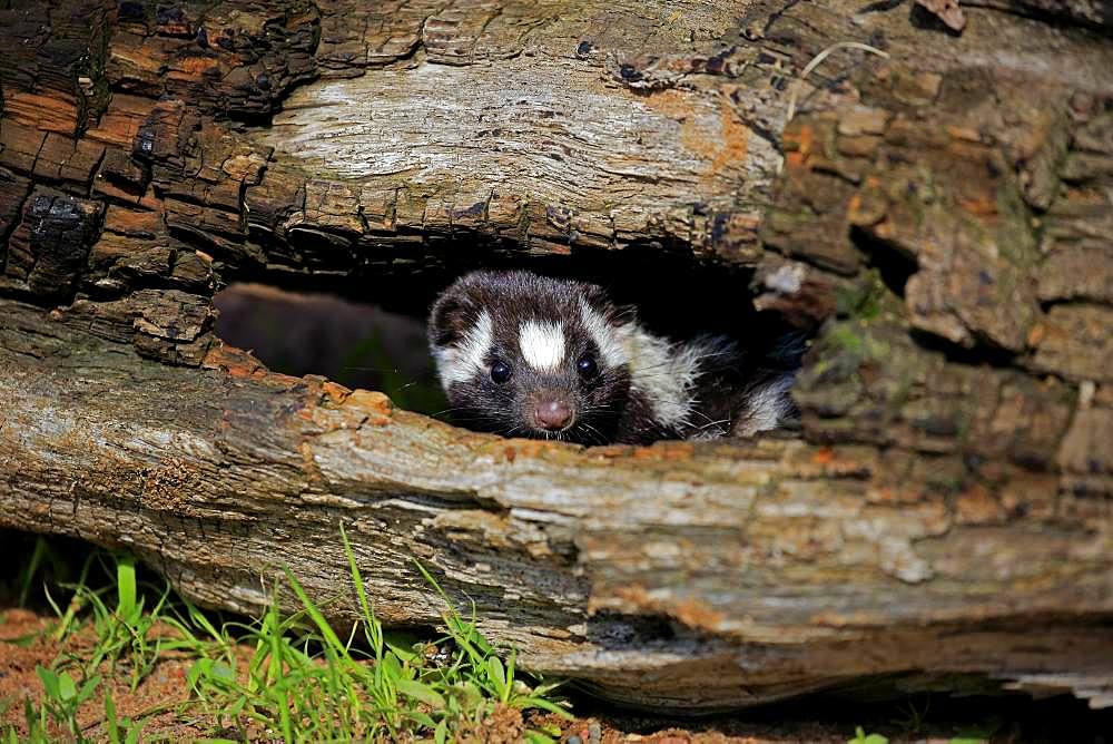 Eastern spotted skunk (Spilogale putorius) looks out of rotten trunk, adult, alert, Pine County, Minnesota, USA, North America