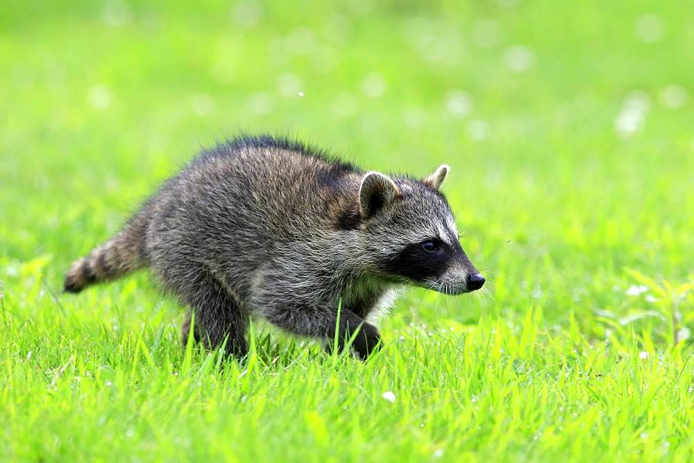 Raccoon (Procyon lotor), young animal running on grass, Pine County, Minnesota, USA, North America