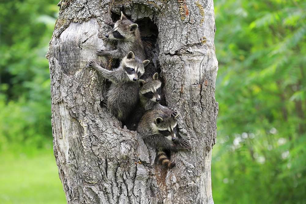 Raccoons (Procyon lotor), four young animals looking curiously from tree cave, Pine County, Minnesota, USA, North America