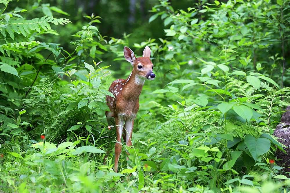 White-tailed deer (Odocoileus virginianus), young animal, ten days, in the bushes, Pine County, Minnesota, USA, North America