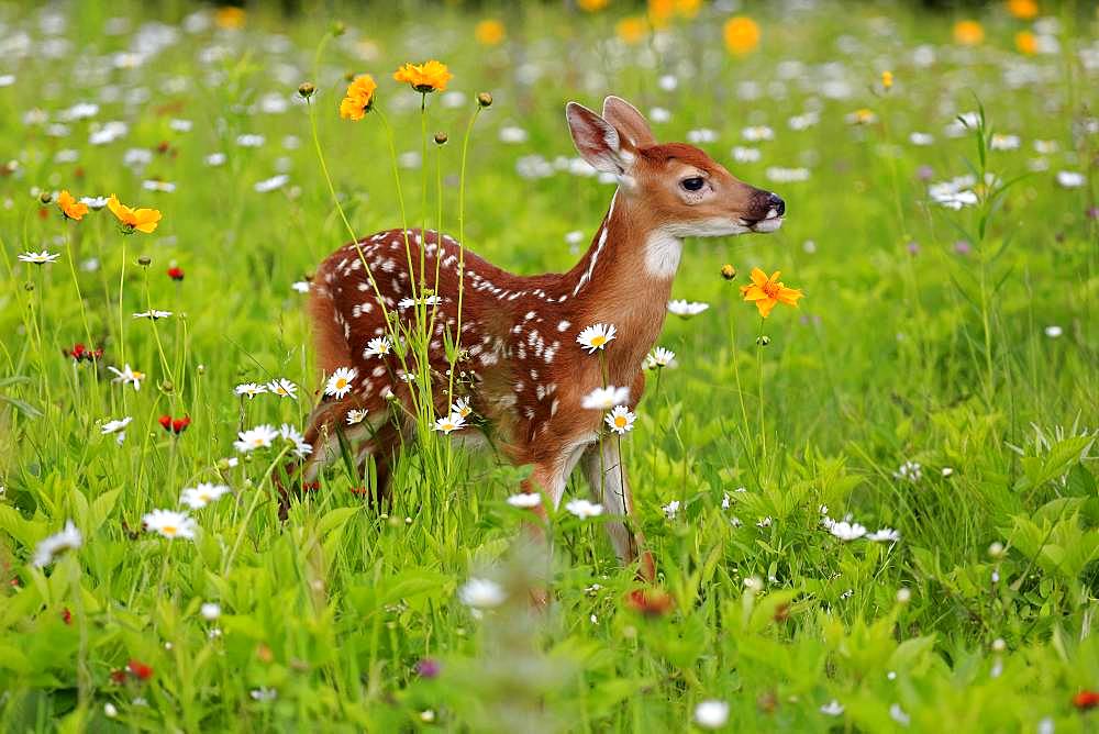 White-tailed deer (Odocoileus virginianus), young animal, ten days, standing in flower meadow, Pine County, Minnesota, USA, North America