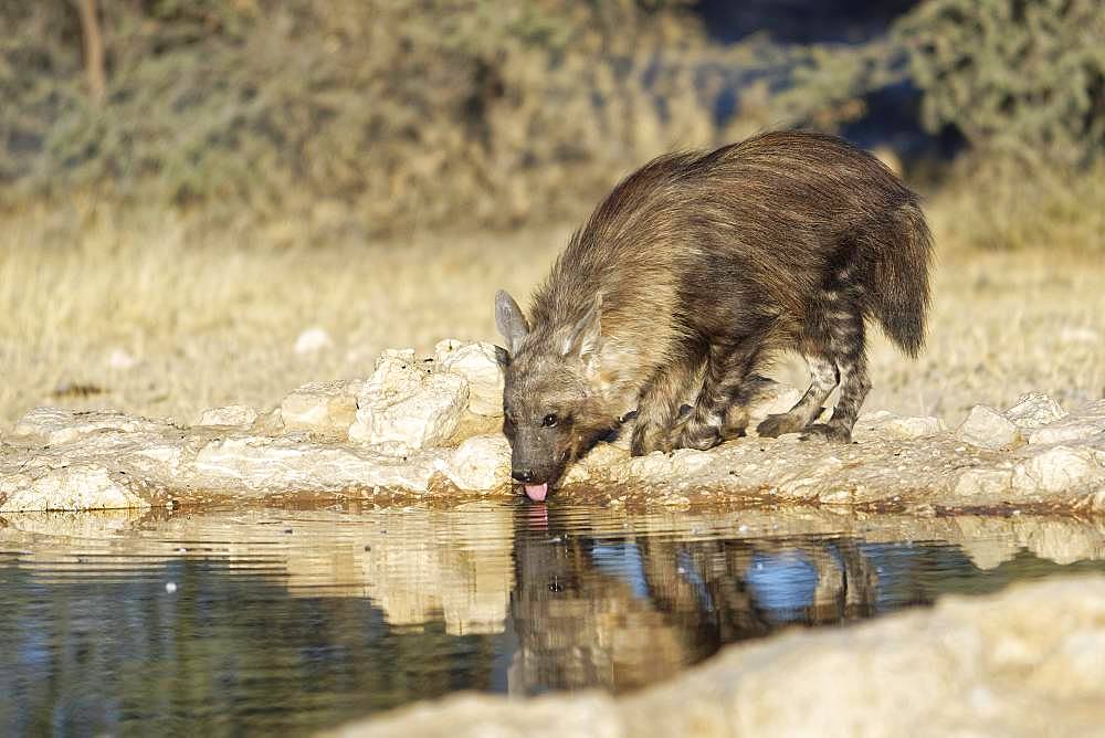 Brown hyena (Hyaena brunnea) drinking at the waterhole, Kgalagadi Transfrontier Park, South Africa, Africa