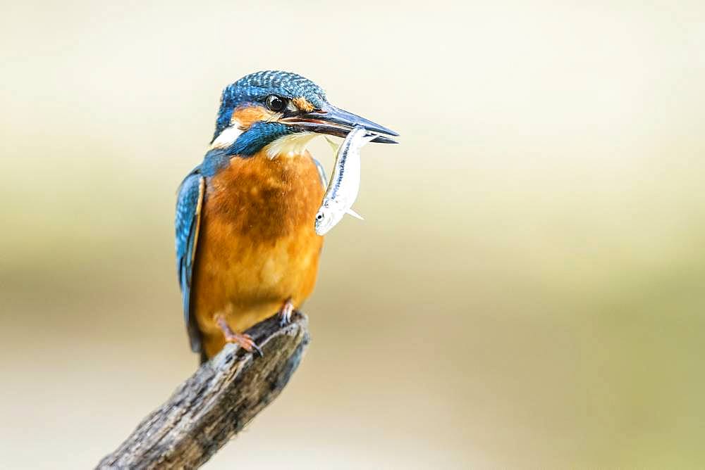 Common kingfisher (Alcedo atthis) sits with captured fish on a branch, Lower Austria, Austria, Europe