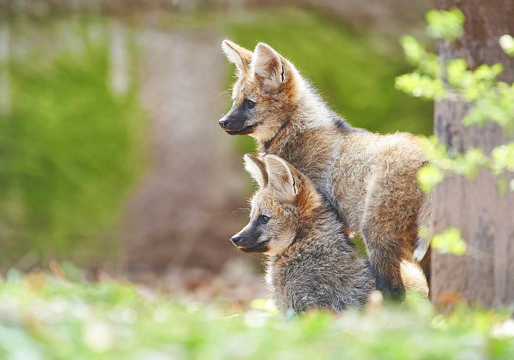 Maned wolf (Chrysocyon brachyurus), cubs in spring, captive, Germany, Europe