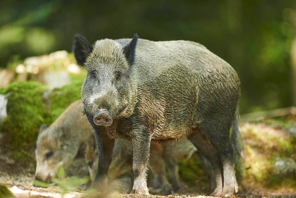 Wild boar (Sus scrofa) in a forest, Bavarian Forest National Park, Bavaria, Germany, Europe