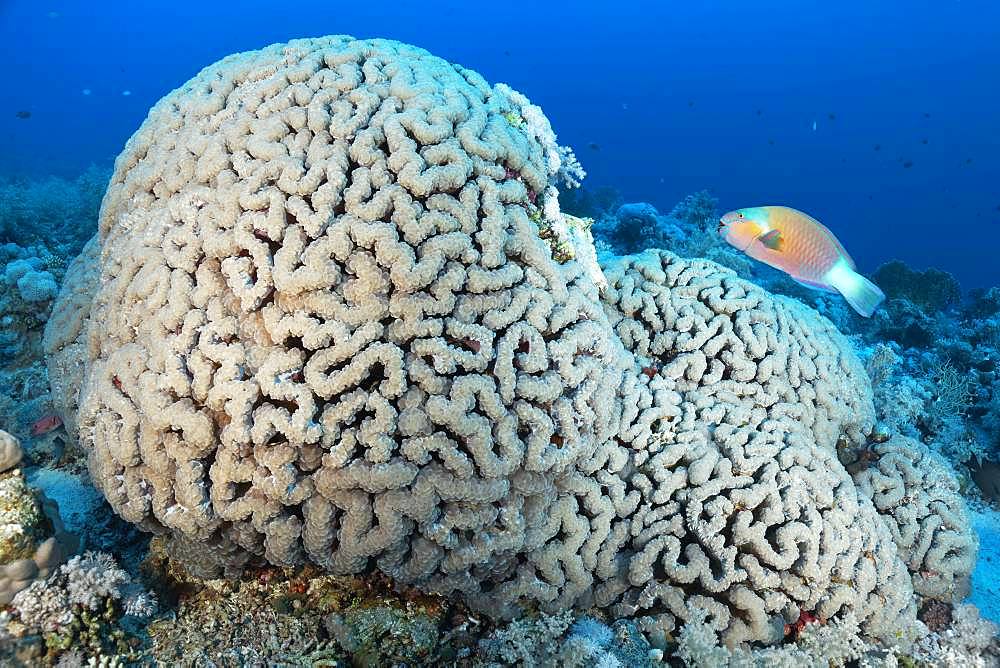 Bubble Coral (Plerogyra sinuosa) with Bullethead parrotfish (Chlorurus sordidus), Red Sea, Egypt, Africa