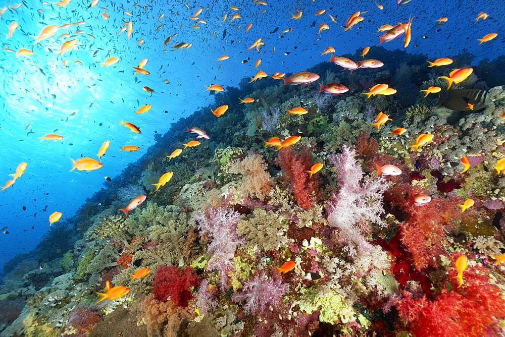 Coral reef, reef waste densely overgrown with many different Soft corals (Alcyonacea), stony corals (Scleractinia) and Anthias (Anthiinae), Red Sea, Egypt, Africa