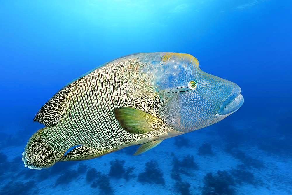 Adult Humphead Wrasse (Cheilinus undulatus) swims over spotted reefs, Red Sea, Egypt, Africa