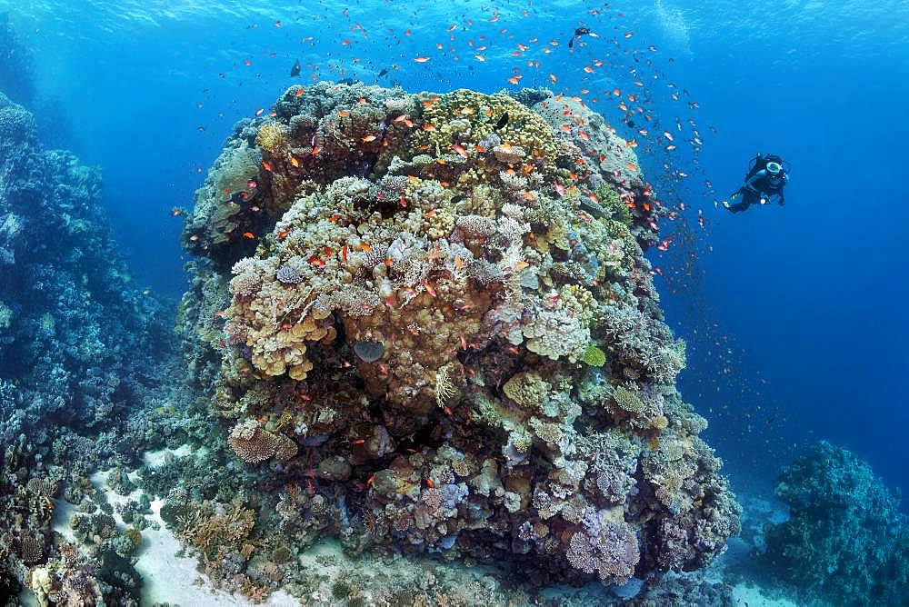 Diver, huge coral block from different stony corals (Scleractinia), swarm Anthias (Anthiinae) Red Sea, Egypt, Africa