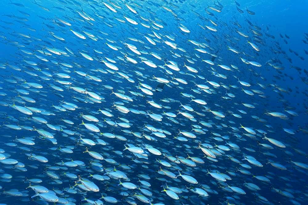 Large swarm Goldband fusiliers (Pterocaesio chrysozona) swims in the open sea, Red Sea, Egypt, Africa