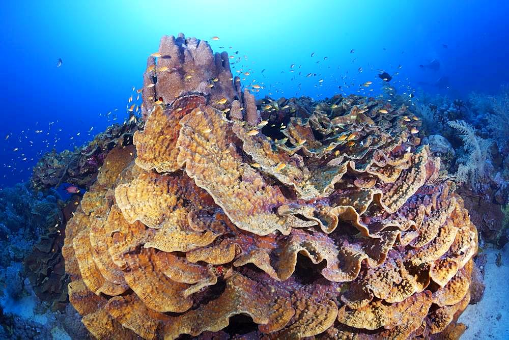 Blue Chalice (Echinopora lamellosa), Red Sea, Egypt, Africa