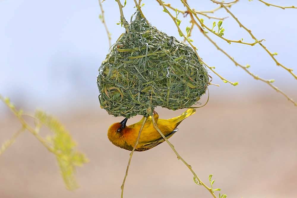 Cape Weaver (Ploceus capensis), adult male, hangs on nest during nest building, Little Karoo, Western Cape, South Africa, Africa