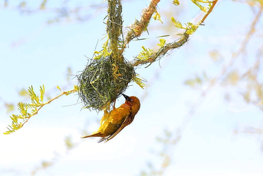 Cape Weaver (Ploceus capensis), adult male, hangs on nest during nest building, Little Karoo, Western Cape, South Africa, Africa