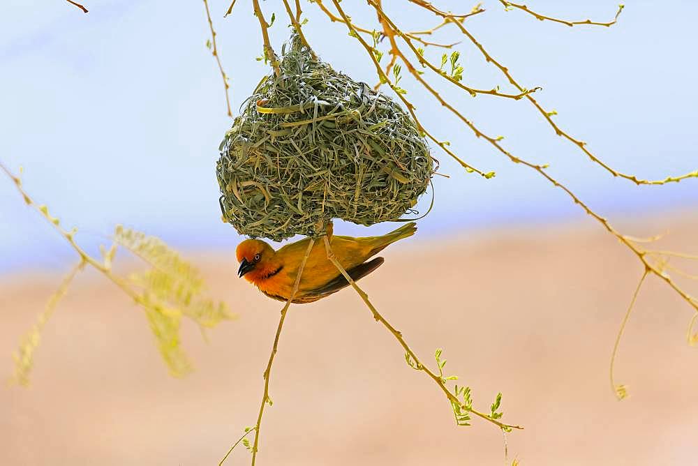 Cape Weaver (Ploceus capensis), adult male, hangs on nest during nest building, Little Karoo, Western Cape, South Africa, Africa