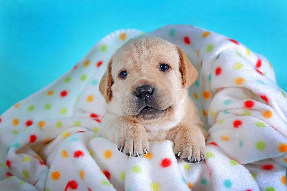 Labrador Retriever, yellow, puppy 3 weeks, lying on colorful blanket, Austria, Europe