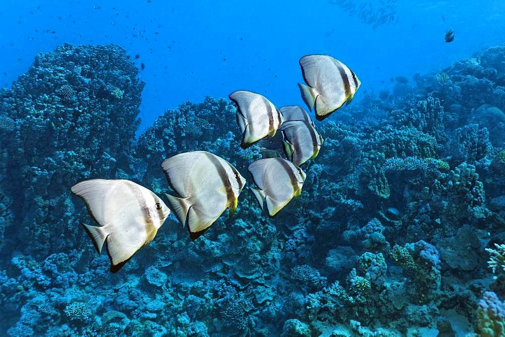 Small swarm Longfin Batfishes (Platax teira) swims over coral reef, Red Sea, Egypt, Africa