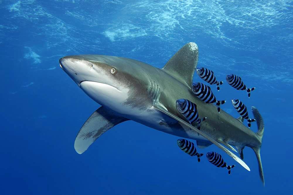 Oceanic whitetip shark (Carcharhinus longimanus) with Pilot Fish (Naucrates ductor) swims under sea surface in the open sea, Red Sea, Egypt, Africa