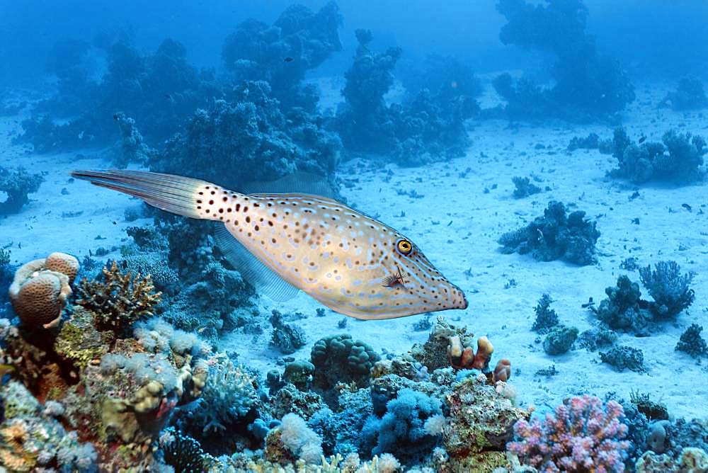 Scrawled filefish (Aluterus scriptus) swims over coral reef, Red Sea, Egypt, Africa