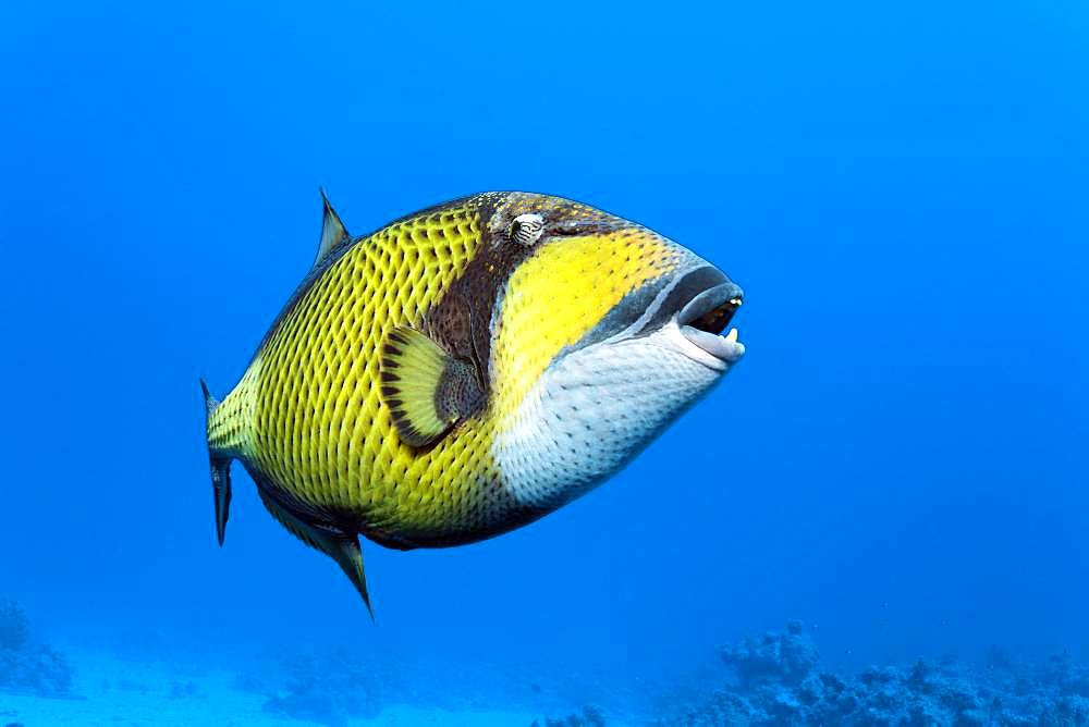 Titan triggerfish (Balistoides viridescens) swims in the open sea, Red Sea, Egypt, Africa