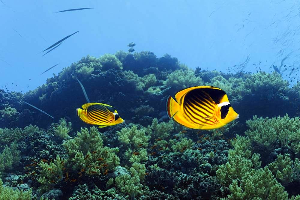 Diagonal Butterflyfish (Chaetodon fasciatus) swims over coral reef, Red Sea, Egypt, Africa