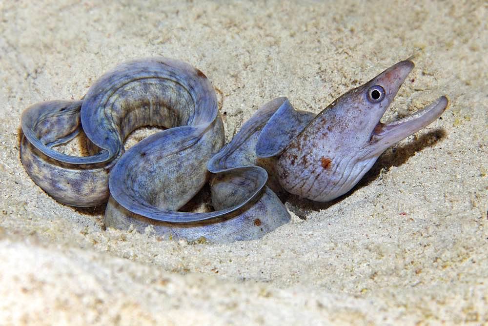 Barred-fin moray (Gymnothorax zonipectis) lies on sandy ground, Red Sea, Egypt, Africa