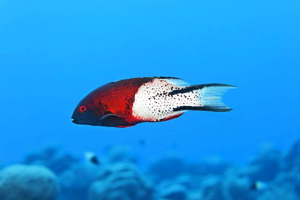 Lyre-tail hogfish (Bodianus anthioides) swims over coral reef, Red Sea, Egypt, Africa