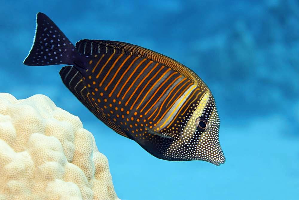 Desjardin's sailfin tang (Zebrasoma desjardinii) swims over coral reef, Red Sea, Egypt, Africa