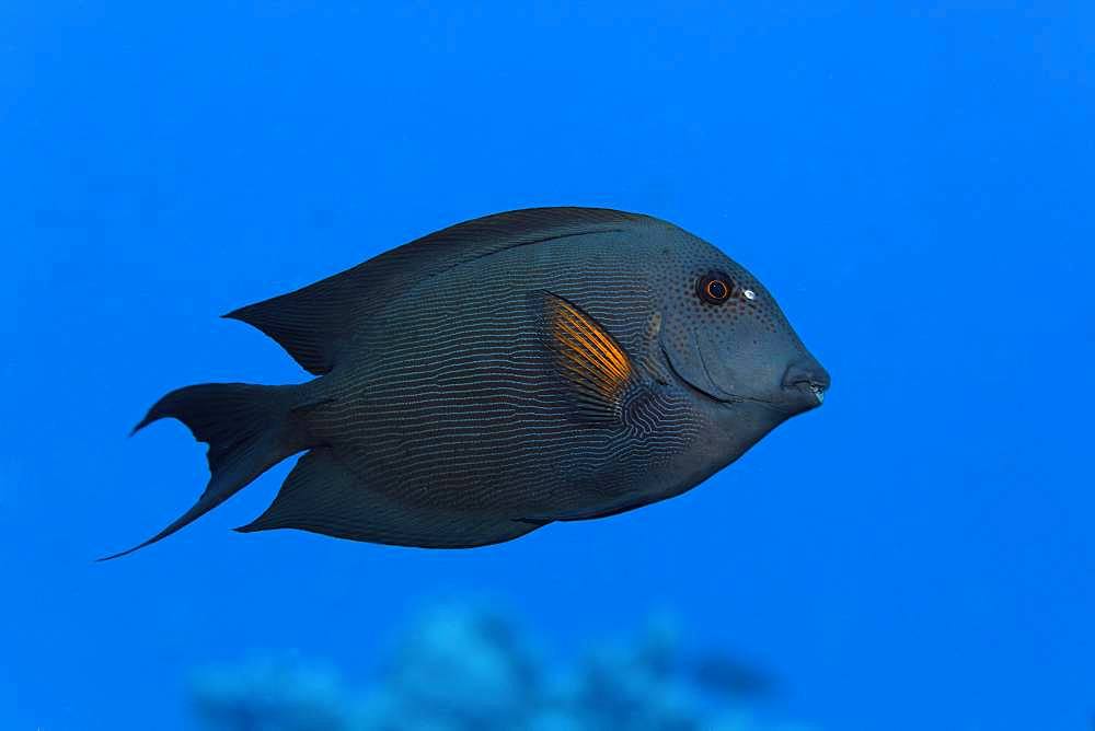 Striated surgeonfish (Ctenochaetus striatus) swims over coral reef, Red Sea, Egypt, Africa