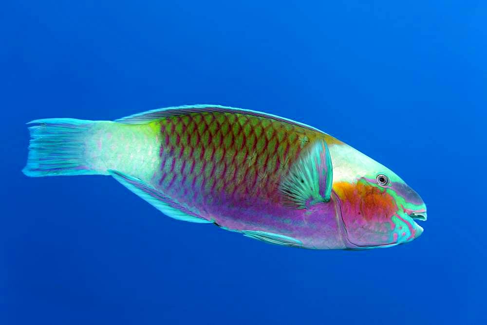 Bullethead parrotfish (Chlorurus sordidus) swims in the open sea, Red Sea, Egypt, Africa