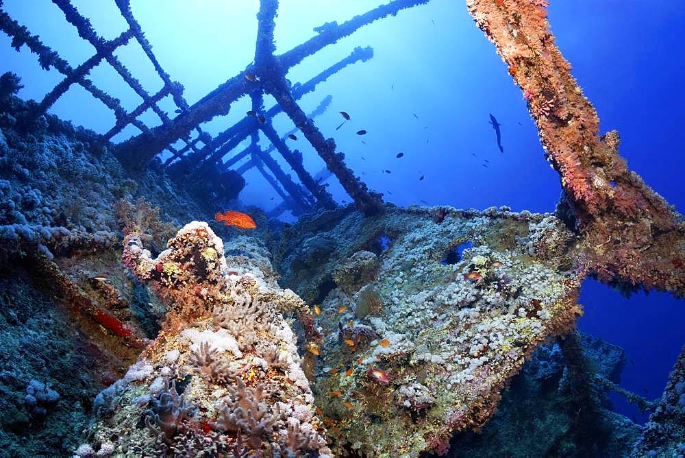 Overgrown shipwreck of the Numidia, sunken 20.07.1901, Vermillion seabass or (Cephalopholis miniata), sun, backlight, Red Sea, Big Brother Island, Brother Islands, El Alkhawein, Egypt, Africa