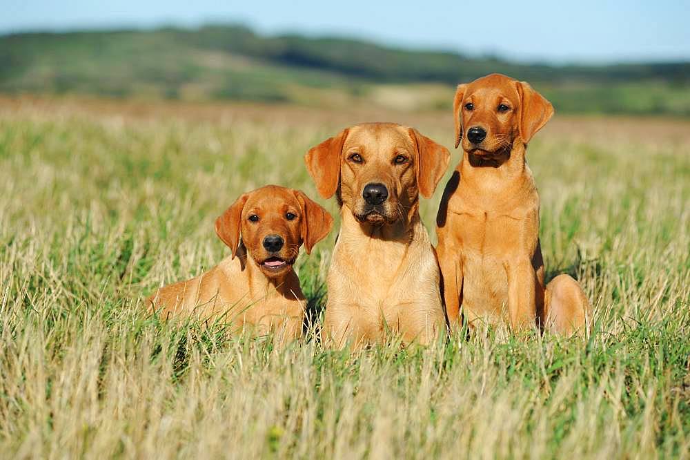 Labrador Retriever, yellow, bitch with puppies, sitting in meadow, Austria, Europe