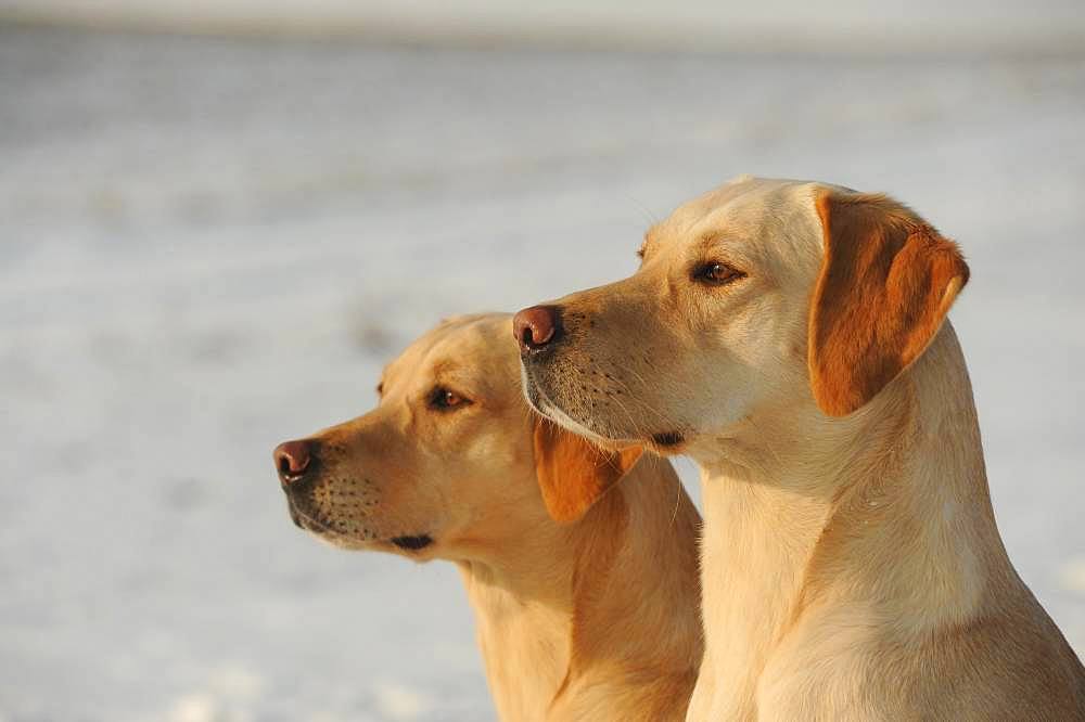 Labrador Retriever, yellow, male, behind female, animal portrait, Austria, Europe